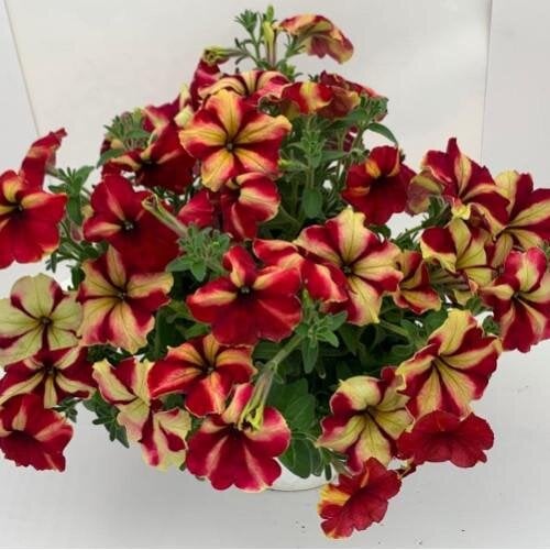 Семена цветов Петуния крупноцветковая амп. Romantica Star Burgundy Yellow Farao 100 шт. (BN12864-2)
