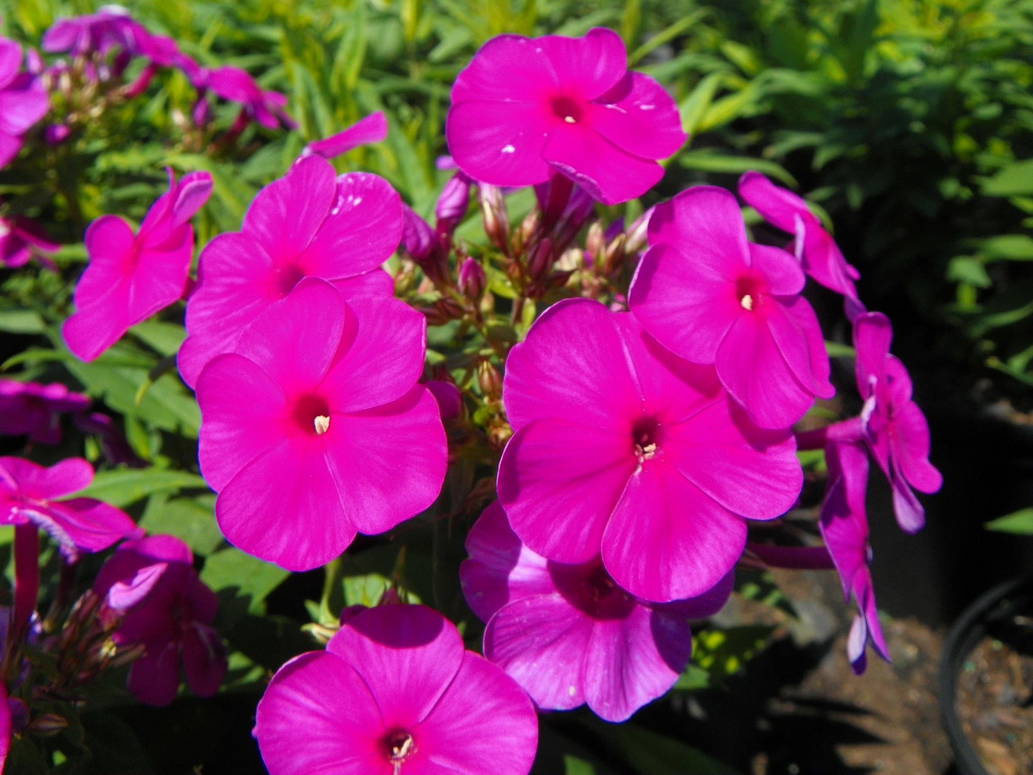 Флокс метельчатый Dobrodar Flame Purple 1 шт. (38284415)