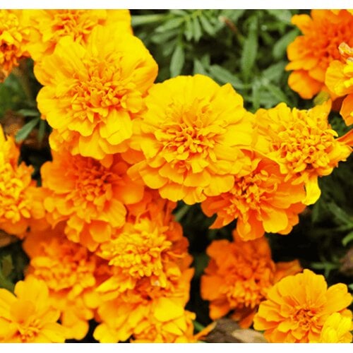 Семена цветов Floranova Бархатцы отклонены 1000 шт. Happy Orange (BN10985)