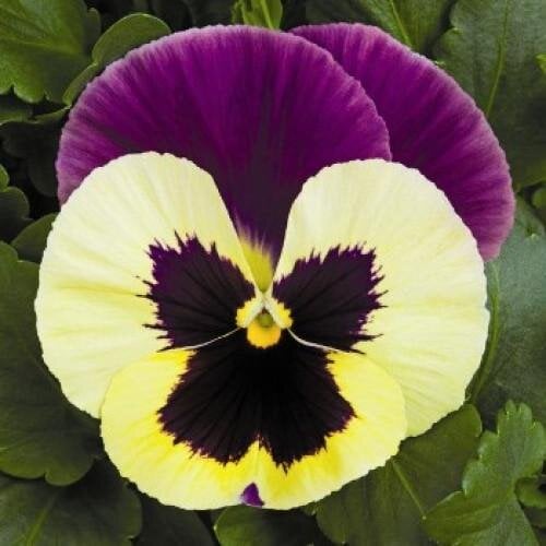 Семена цветов Виола Delta F1 Yellow Purple Wing Syngenta 25 шт. (BN03181-4)