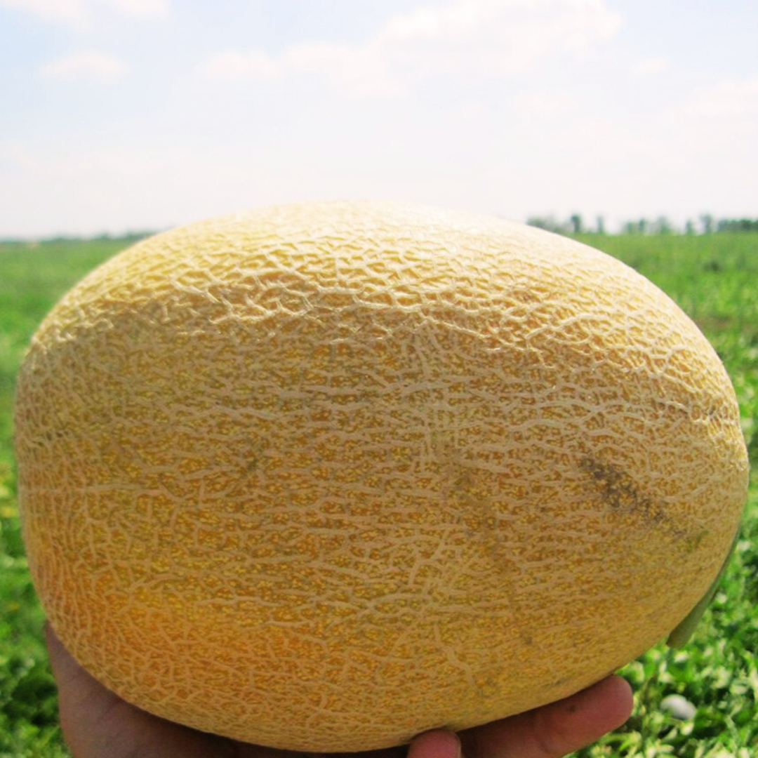 Насіння Диня Амал F1 GL Seeds For Hobby рання 1 г (RS-00920) Насіння Диня Амал F1 GL Seeds For Hobby рання 1 г (RS-00920)