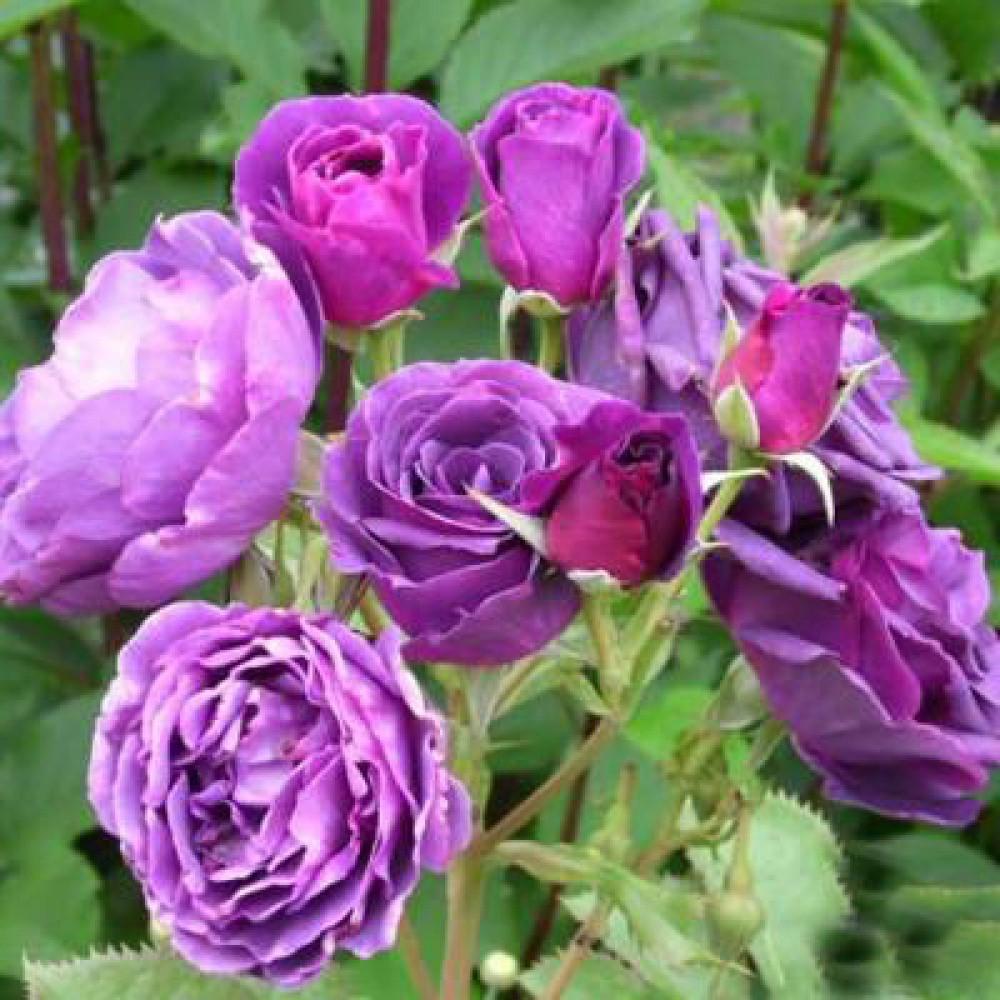 Троянда Minerva Флорібунда жовтень 2025 (2669458492) - фото 4