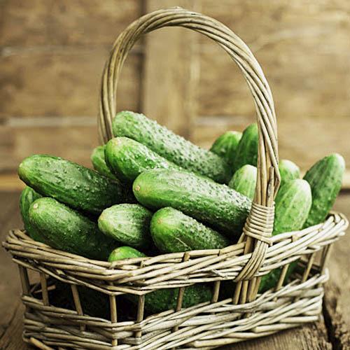 Семена Огірок Florium Роял F1 (4915)