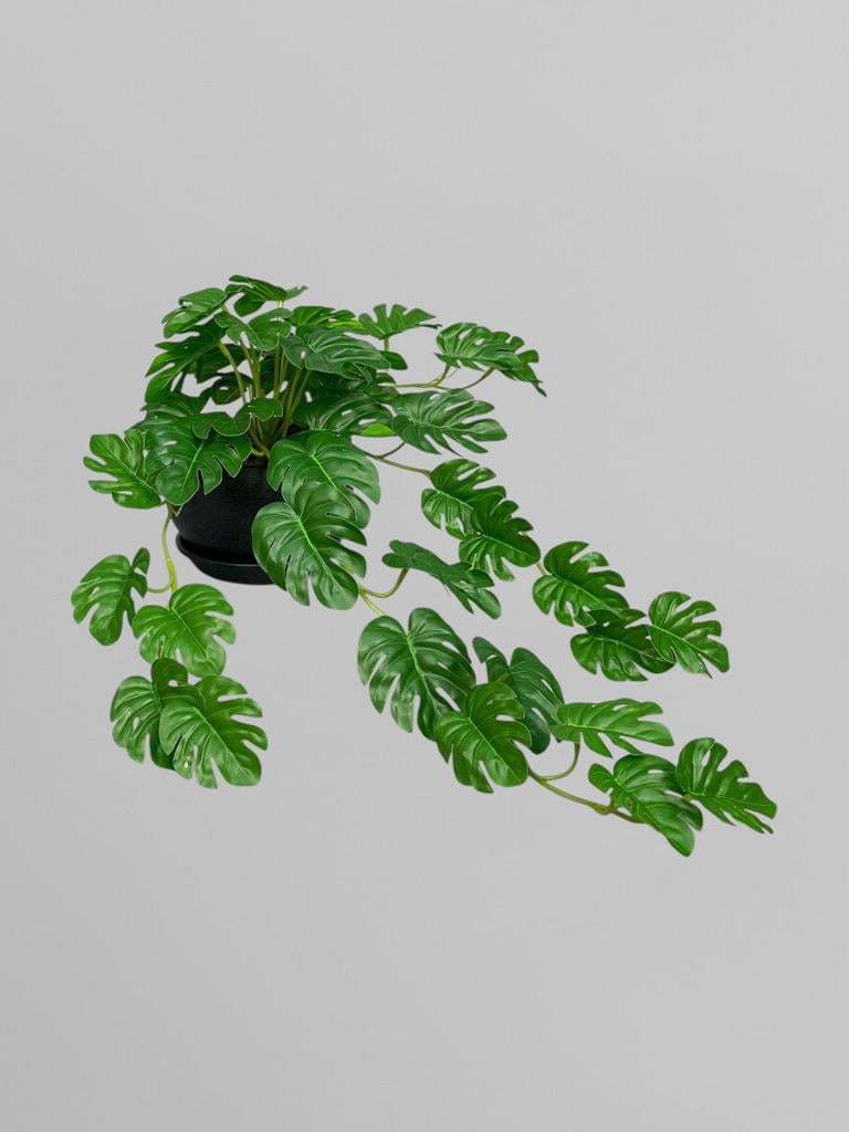 Композиция из ампельной монстеры в черном керамическом кашпо 55 см (А308) Композиция из ампельной монстеры в черном керамическом кашпо 55 см (А308)