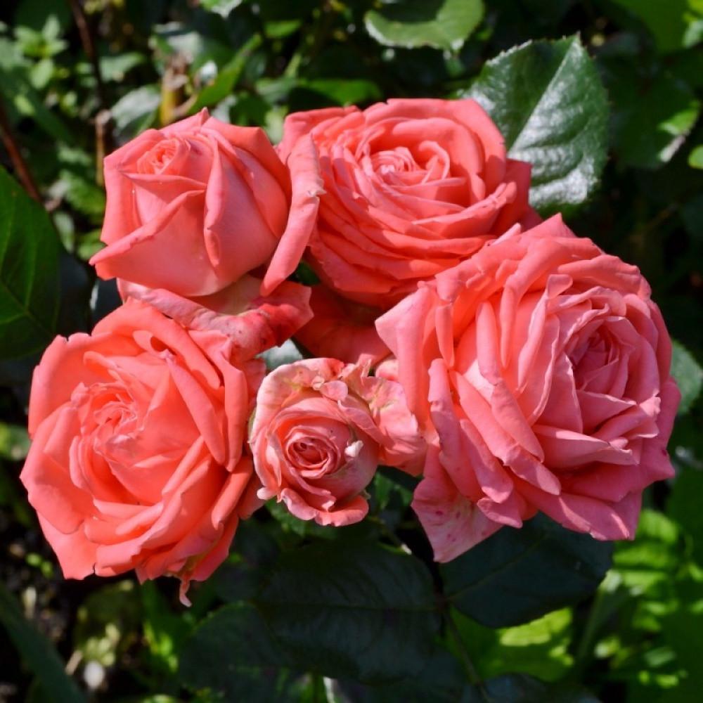 Роза Barbados Спрей в контейнере (2669455705) - фото 4