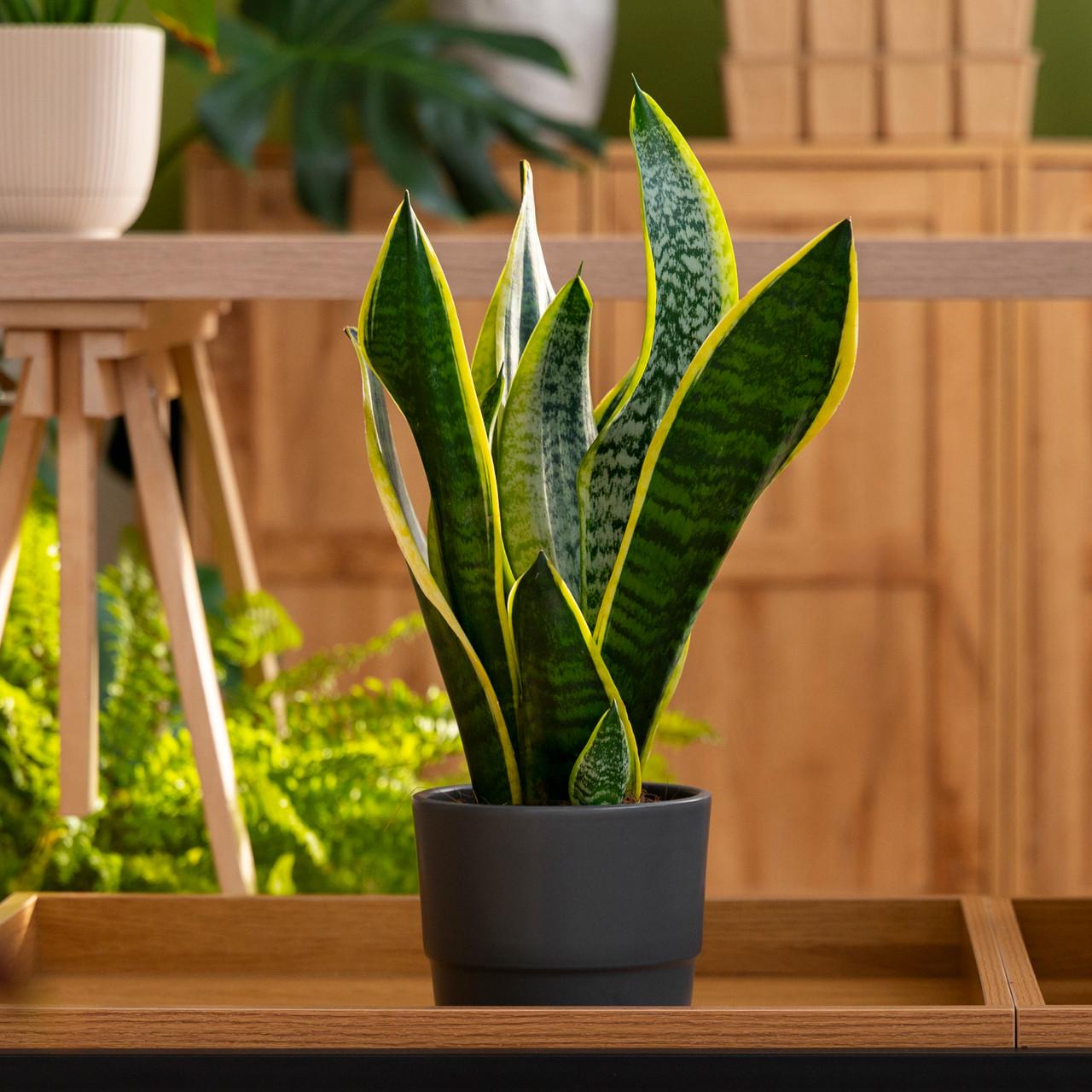 Субстрат Biovita для пальм/юк и драцен 20 л - фото 4 Субстрат Biovita для пальм/юк и драцен 20 л - фото 4