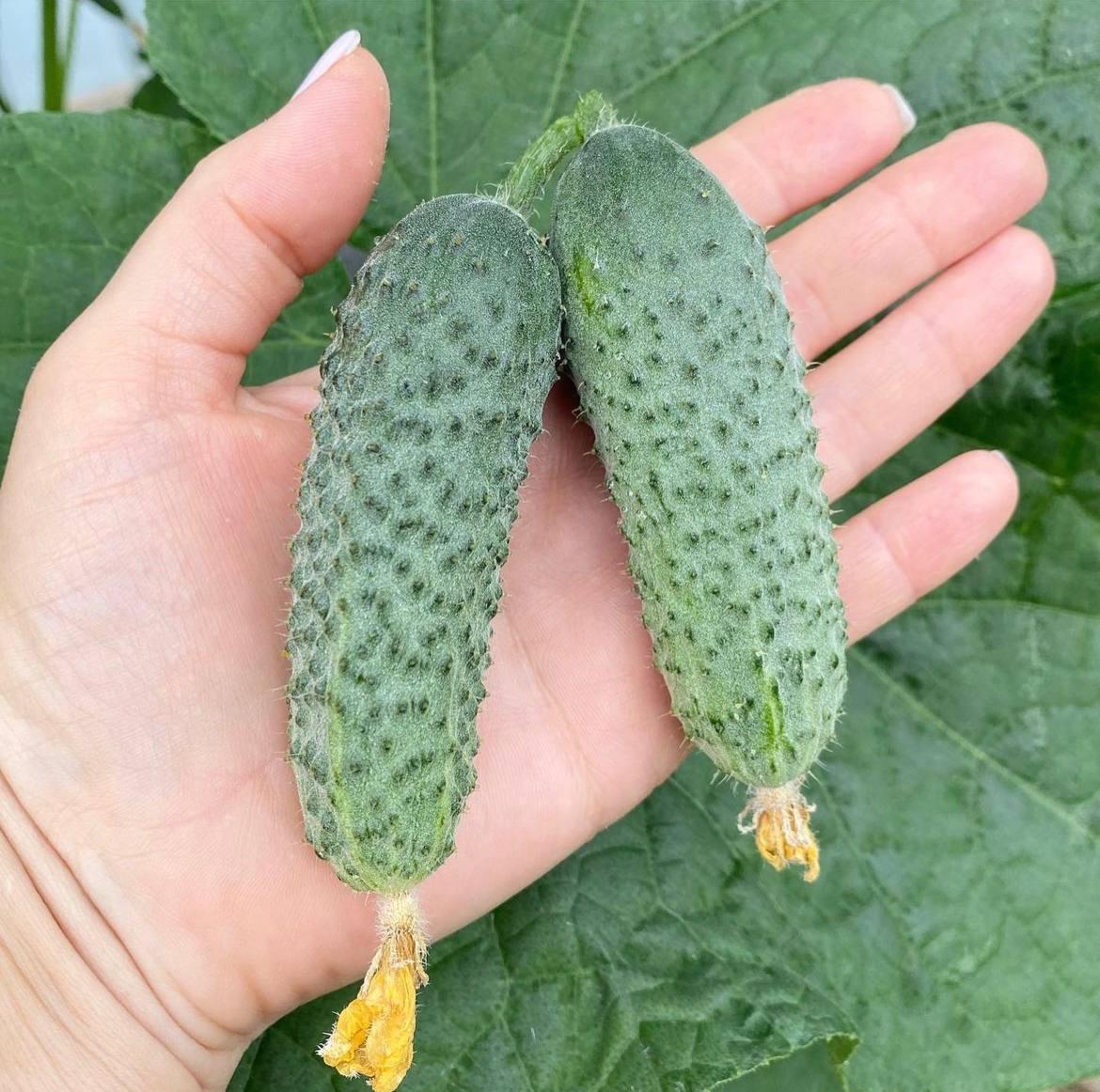 Насіння Cultiva Огірок Кібрія F1 10 шт. (O8) - фото 5