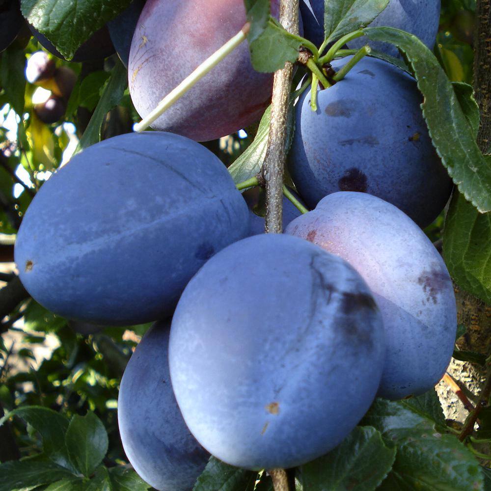 Саженец сливы Топ Гигант 2 летний (14965914)