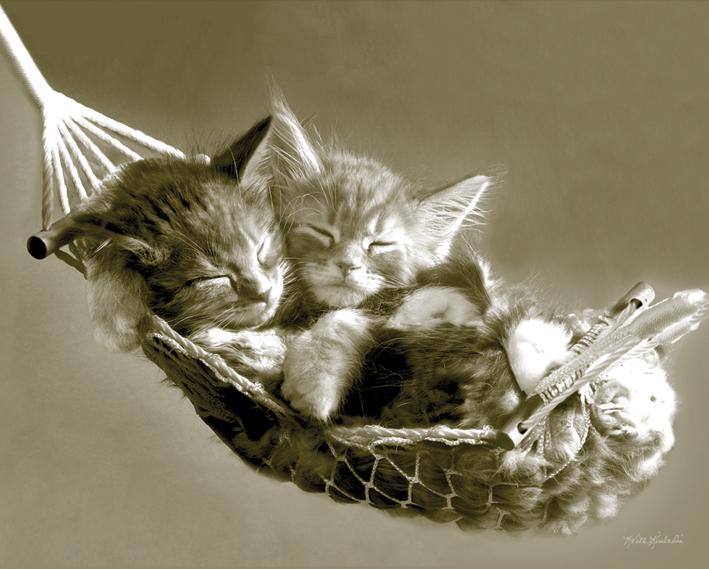 Постер плакат Кит Кимберлин Котята В Гамаке/Keith Kimberlin Kittens in a Hammock 40x50 см