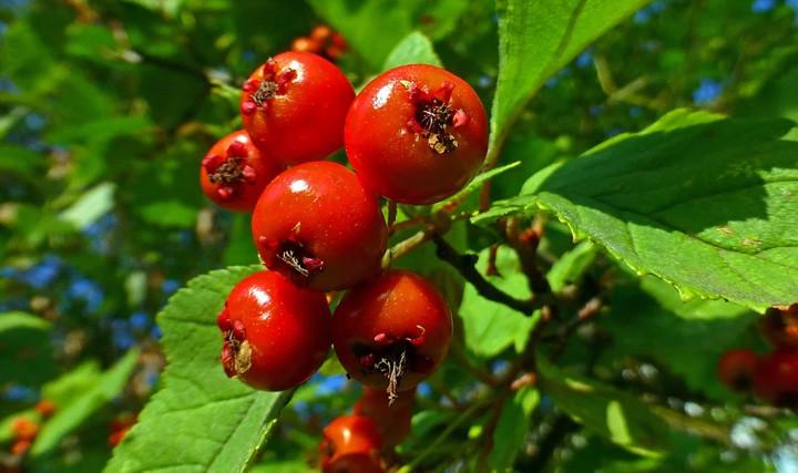 Саженцы Боярышник обыкновенный Crataegus