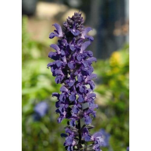 Семена цветов Syngenta Шалфей замечательный Adora Blue 25 шт. (BN04515-4)