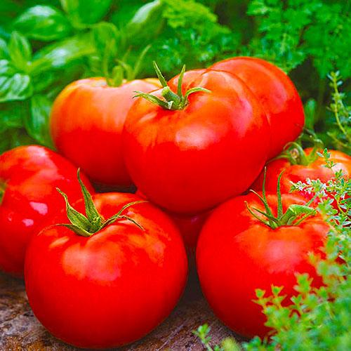 Семена Томат Florium Ранній (12334)