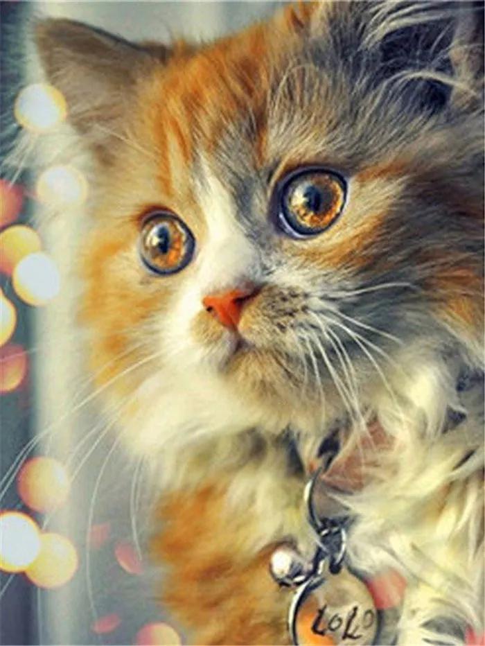 Алмазная мозаика SHLab Котик Лоло вышивка камнями SH-26965 полная выкладка 30x40 см (26965)