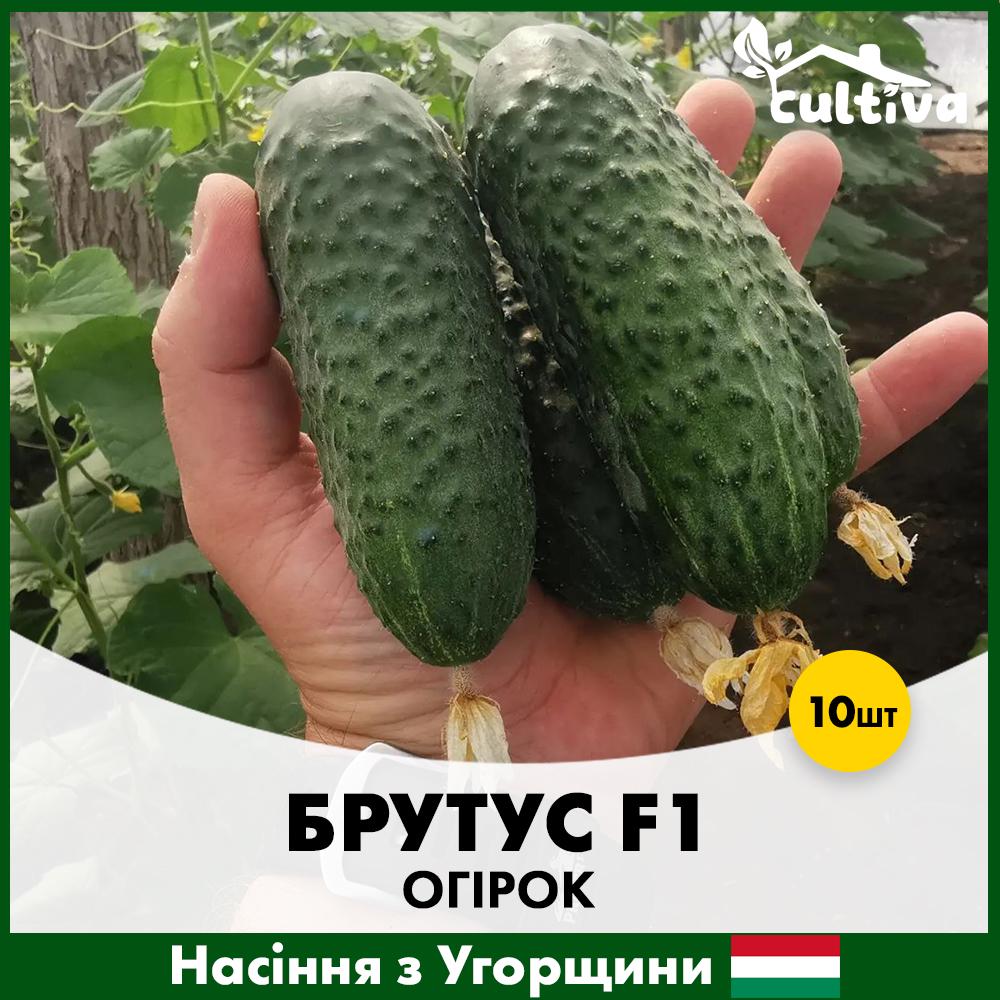 Семена огурца ZKI Брутус F1 10 шт. (R51016)