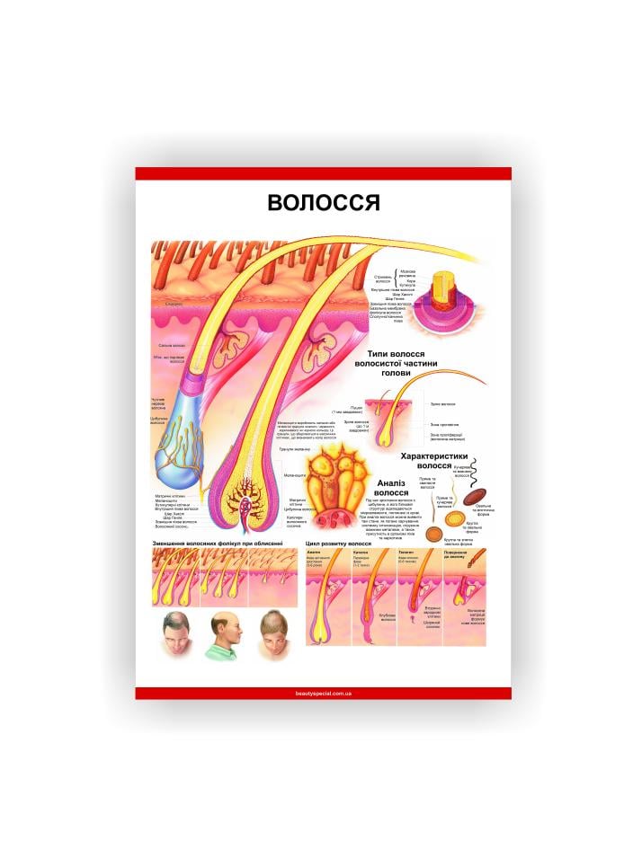 Плакат Vivay Волосы 60х40 см (25602696)