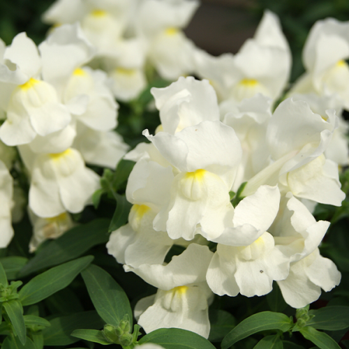 Семена цветов Hem Genetics Львиный зев Snappy white 500 шт. (BN09154-2)