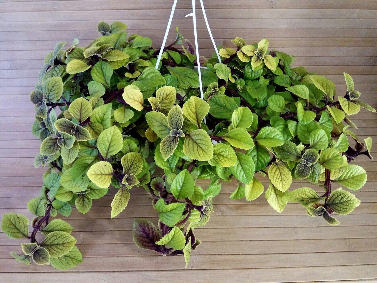 Плектрантус Nico касетна розсада (2560300571)