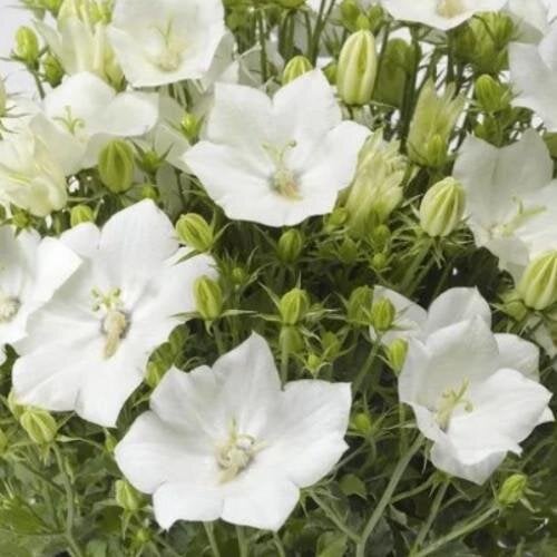 Семена цветов Колокольчик карпатский Pristar White Syngenta 100 шт. (BN12415-3)