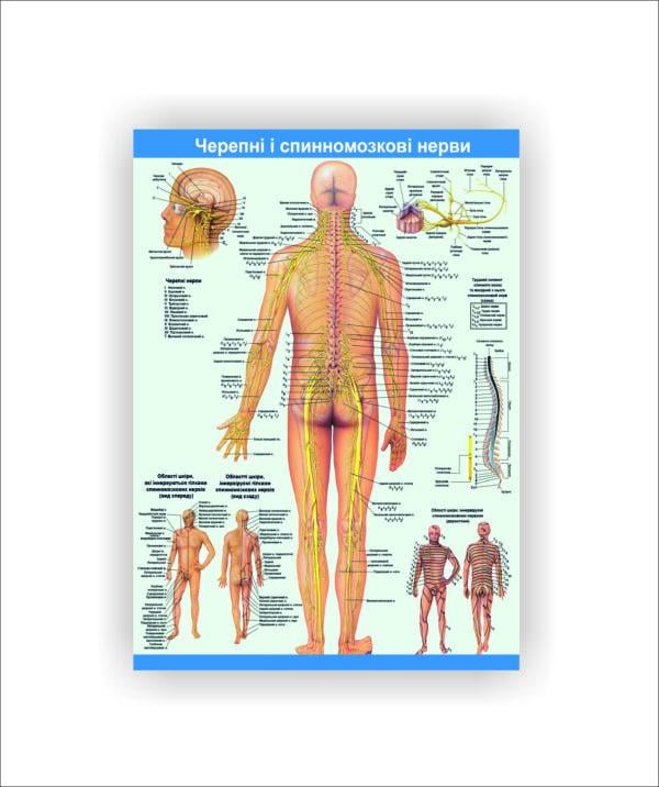 Плакат Vivay "Черепні на спинномозкові нерви" 60х80 см (25788509)