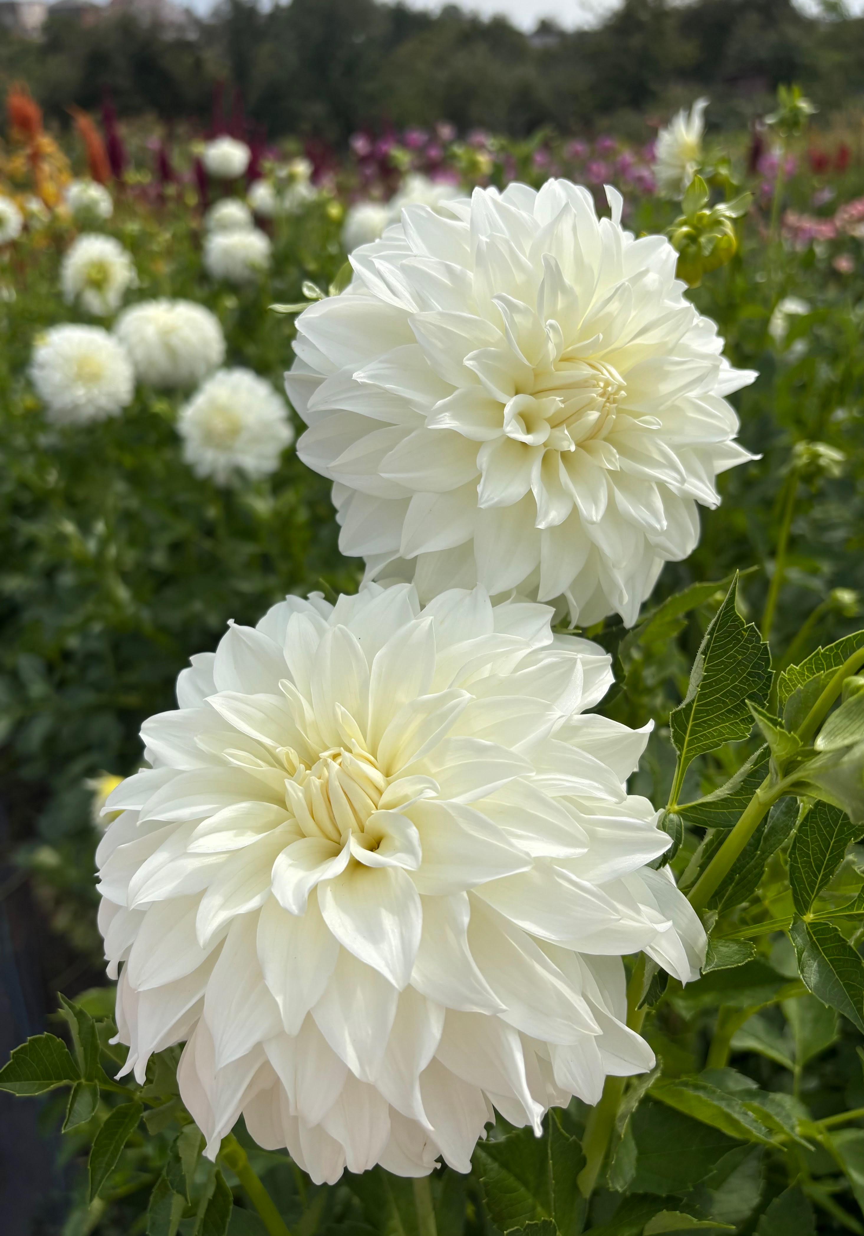 Набір жоржин Леді Ліберті/Бум бум Вайт/Вічний Сніг