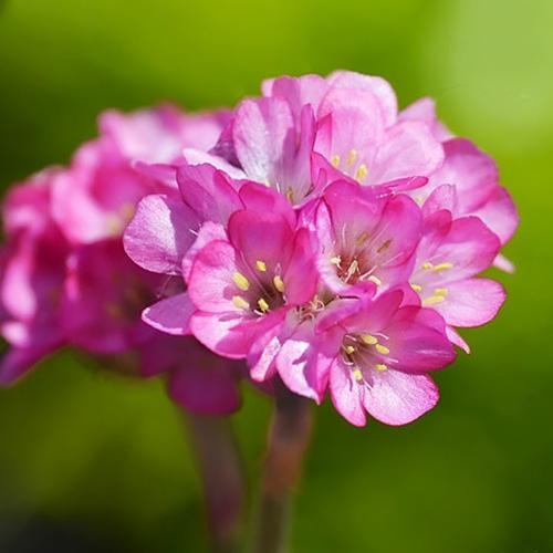 Армерия Florium Vesuvius (11388)