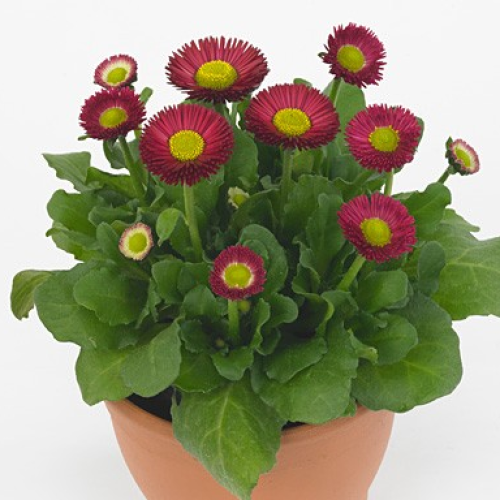 Семена цветов Benary Маргаритка BellaDaisy Red 25 шт. (BN11626-4)