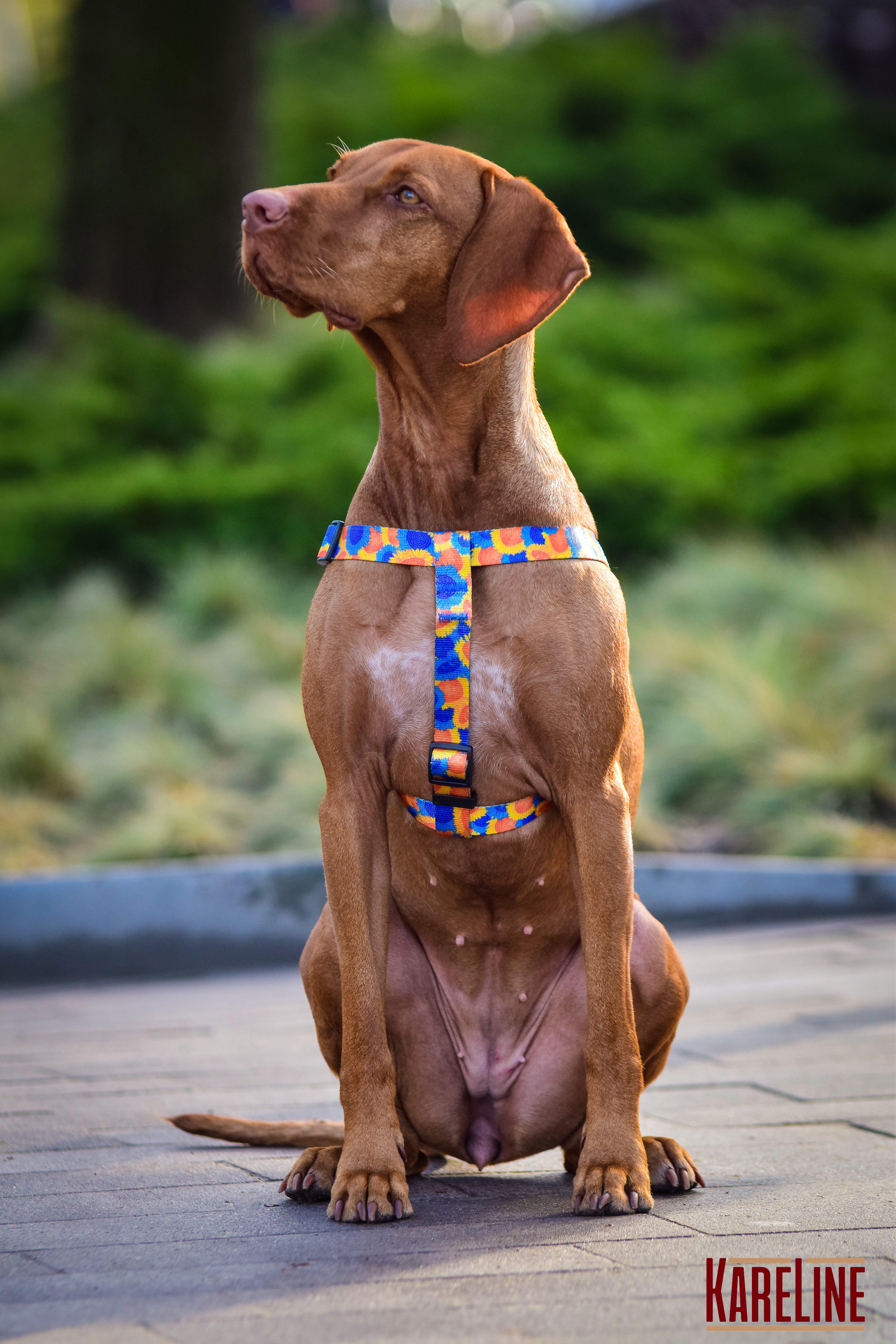 Шлея KareLine SUNFLOWERS з нейлону з візерунком та пластиковою пряжкою 15 мм А 350-480 мм В 400-570 мм (0817/12) - фото 4 Шлея KareLine SUNFLOWERS з нейлону з візерунком та пластиковою пряжкою 15 мм А 350-480 мм В 400-570 мм (0817/12) - фото 4