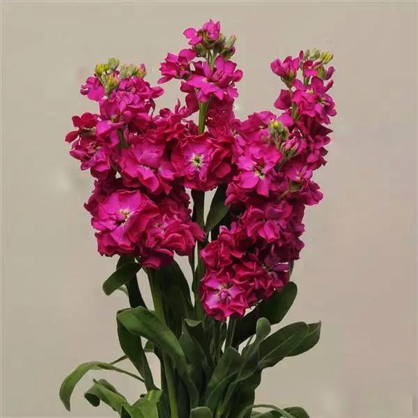 Левкой матіола Кетс крімсон 50 шт. (38285808)