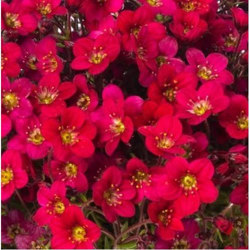 Семена цветов Syngenta Камнеломка Lofty Dark Rose Shades 50 шт. (BN12236-3)