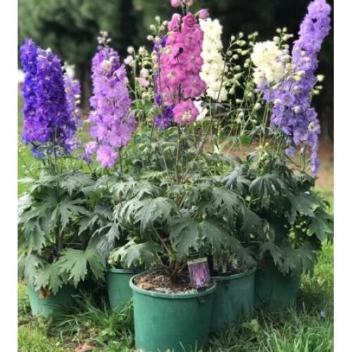 Семена цветов Дельфиниум новозеландский Mini Stars F1 h50-70 см New Zealand Delphiniums 5 шт. (BN13067-4)