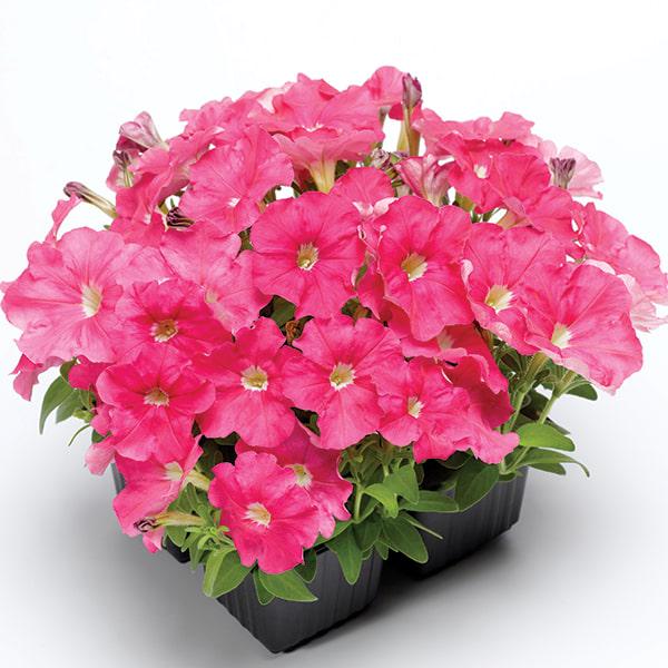 Семена Петуния миллифлора Picobella Pink ТД Гекса-Украина 02-01-526250 шт. (IR003324