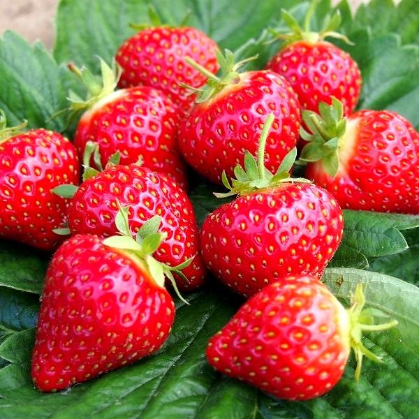 Саджанець полуниці Ania ремонтантна (1542570797)