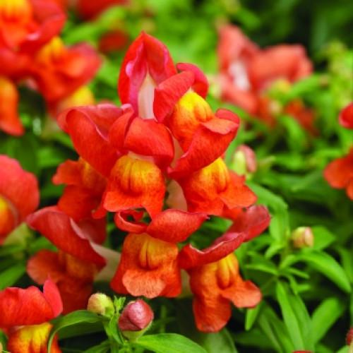 Семена цветов Floranova Львиный зев Cracle&Pop Orange Bicolour 1000 шт. (BN11559)