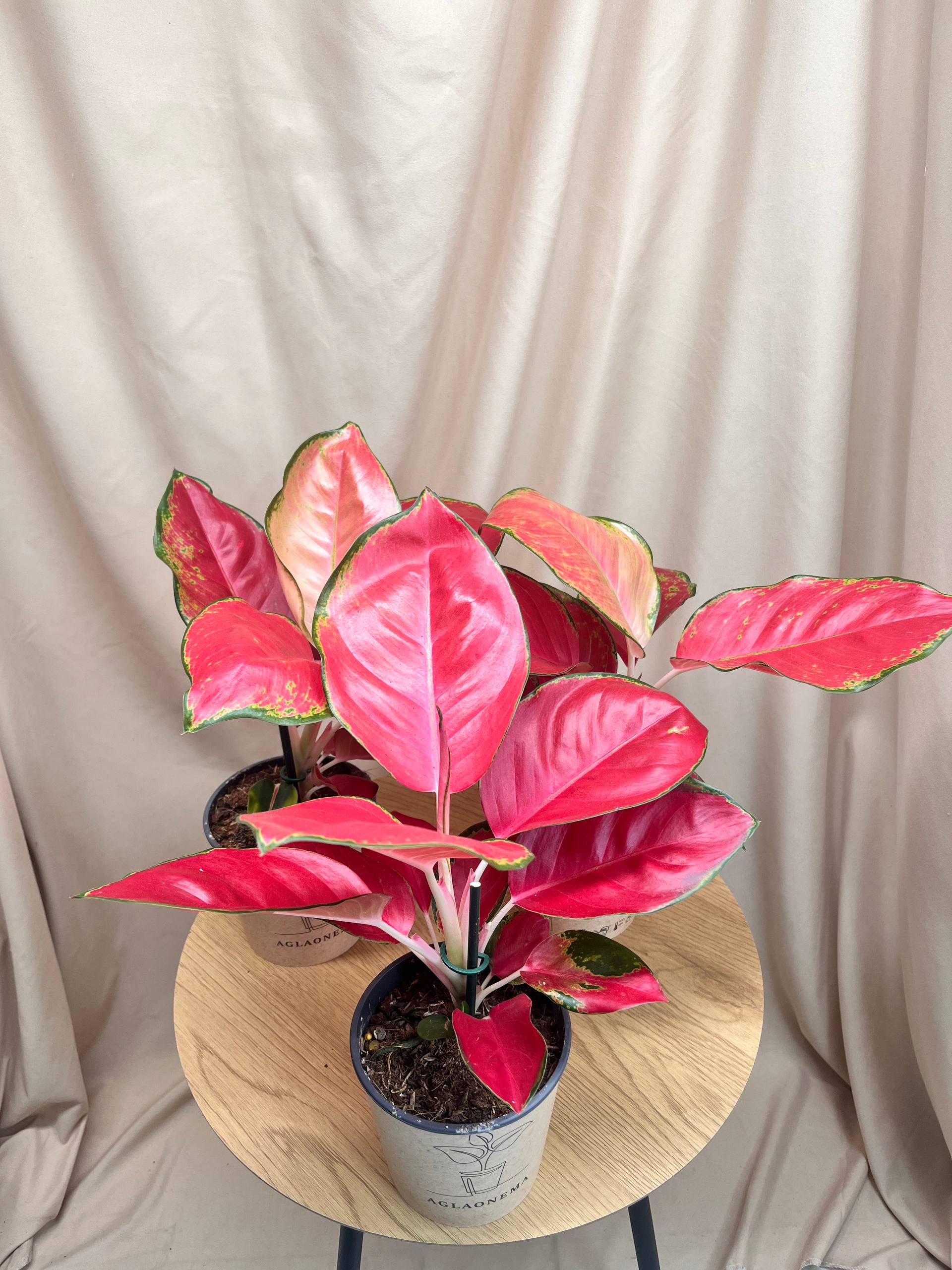 Аглаонема Red Joy 12/35 см (28859084) - фото 3