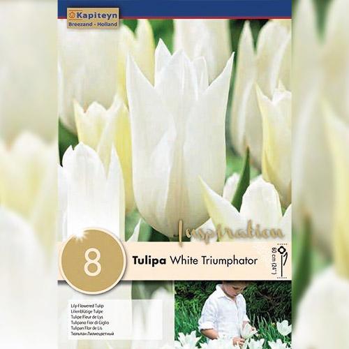 ᐉ Тюльпан Florium White Triumphator брендові цибулини Kapiteyn (15350 ...