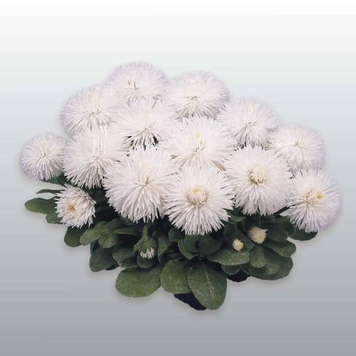 Семена цветов Benary Маргаритка Habanera White 1000 шт. (BN02926)