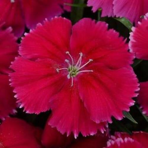 Семена цветов Гвоздика гибридная PanAmerican Coronet CHERRY RED 100 шт. (BN08591-2)