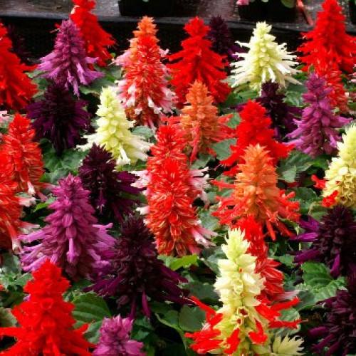Насіння квітів Hem Genetics Сальвія блискуча Reddy full mixture 50 шт. (BN09586-3)
