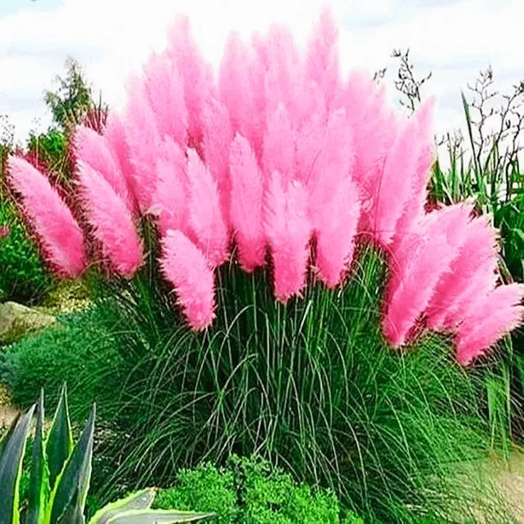 Саженцы розовой Кортадерии Cortaderia selloana в горшке 2 л