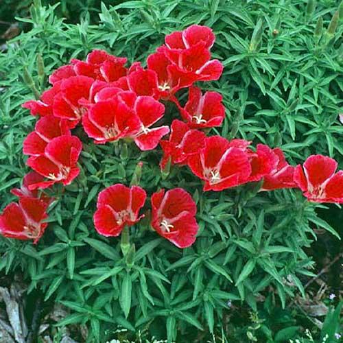 Насіння Годеція Florium Метеор (10741) - фото 2