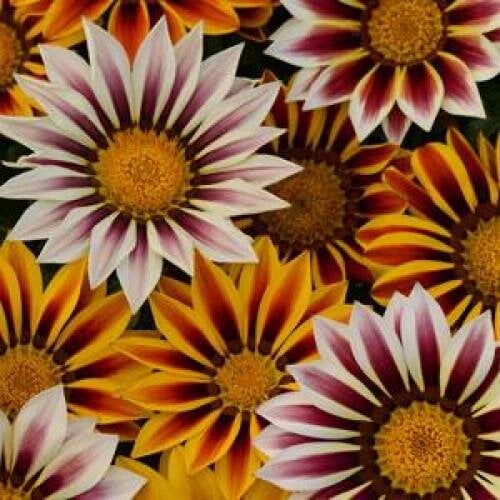 Семена цветов Газания PanAmerican NEW DAY MIX TIGER 1000 шт. (BN07340)