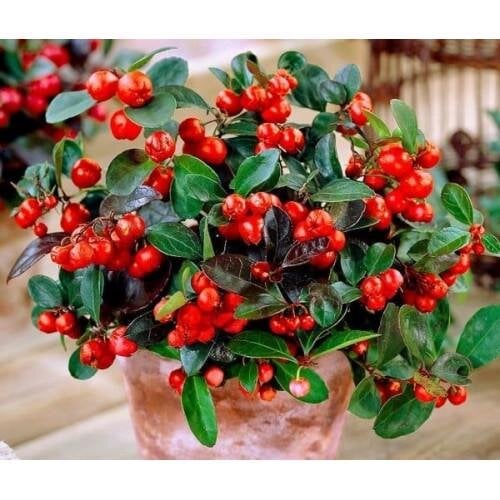 Семена цветов Гаультерия Benary Merry Berry Big Red 10 шт. (BN11743-4)