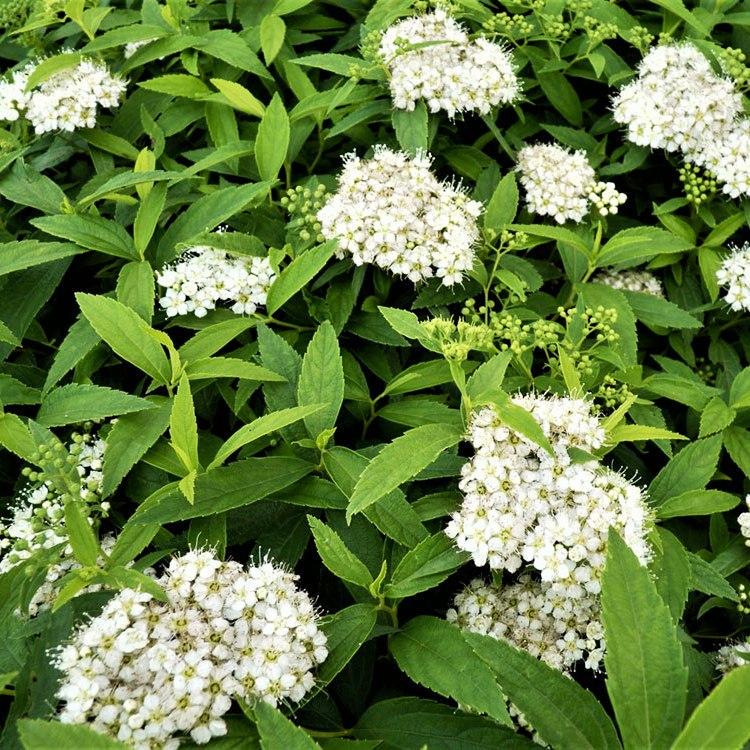 Саджанець спіреї японської Spiraea japonica Albiflora Р9 (769032783) - фото 2 Саджанець спіреї японської Spiraea japonica Albiflora Р9 (769032783) - фото 2