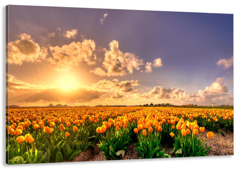 Картина на холсте в гостиную/спальню Желтые тюльпаны 90х180 см (MLP_135)