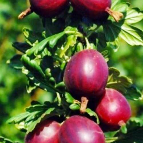 Сажанец Крыжовник Сириус среднепоздний срок созревания (19910) Сажанец Крыжовник Сириус среднепоздний срок созревания (19910)