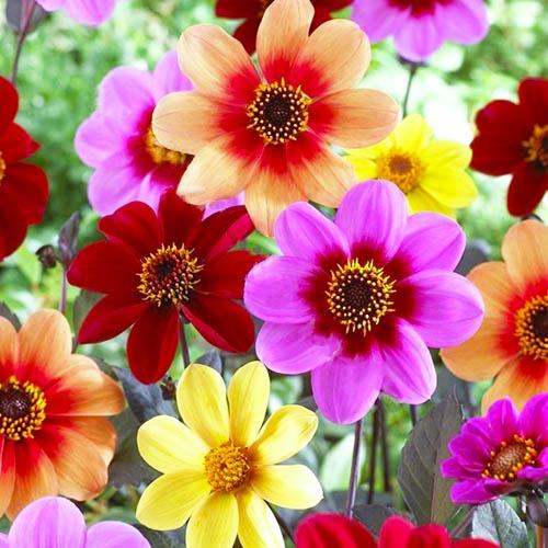 Семена Георгина Florium Пикколо Мигнон (17497)