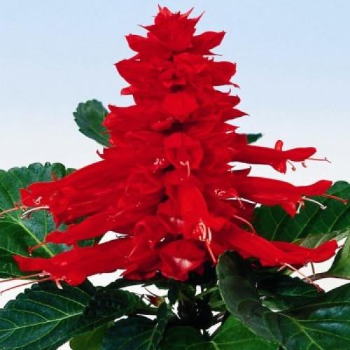 Семена цветов HemGenetics Сальвия RED ALERT 500 шт. (BN11307-2)