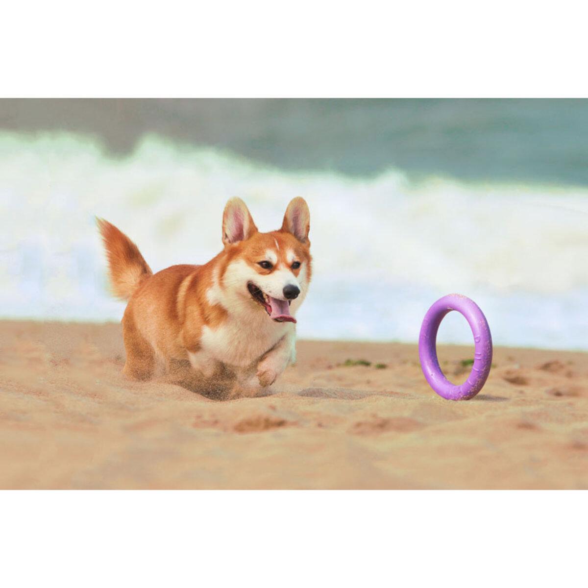 Тренувальний снаряд для собак PULLER Midi D 19,5 см (25881225) - фото 10 Тренувальний снаряд для собак PULLER Midi D 19,5 см (25881225) - фото 10