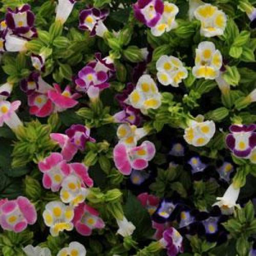 Семена цветов PanAmerican Торения Фурнье KAUAI MIX 25 шт. (BN02708-4)