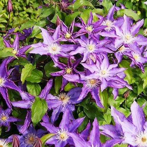 Клематис Palette Florium - фото 3